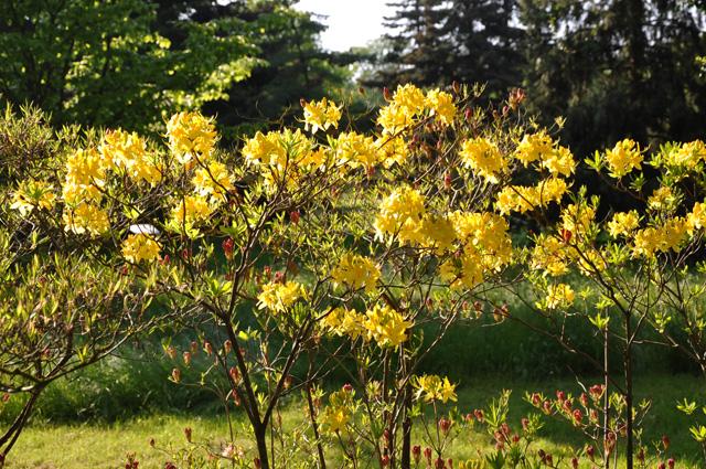 min 2013 05 06 bagatelle 215